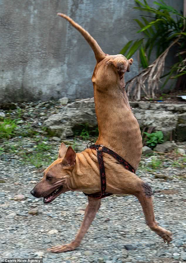 菲律宾"狗坚强"天生残疾,仅靠两条腿如今也能跑步如飞!