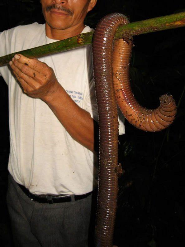 世界上最大的巨型蚯蚓，体长3米，如同一条蛇