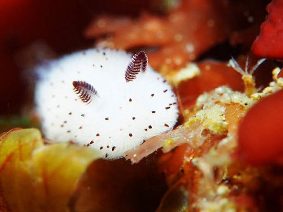 海蛞蝓在海底爬行时,那对触角分开成"八"字形,向前斜伸着,嗅四周的
