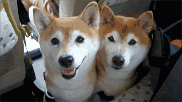 为什么喜欢柴犬?看完之后相信你也会被圈粉!