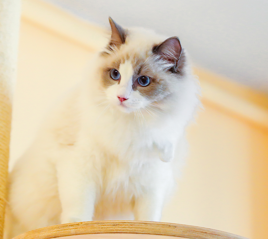 布偶猫