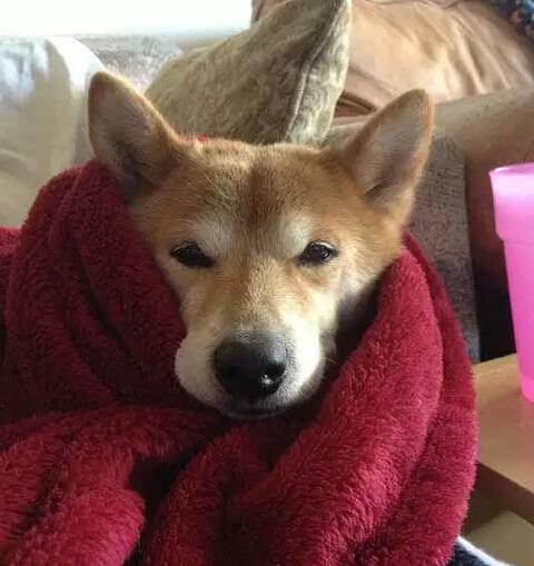 冻死宝宝了!我是来自南方的柴犬,在屋中裹着被!