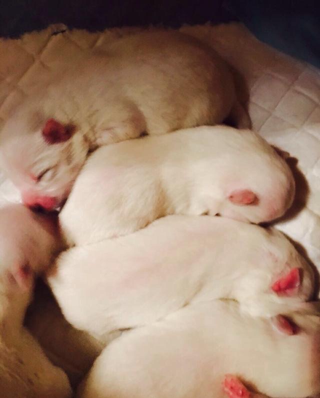 银狐犬的小时候是这样的