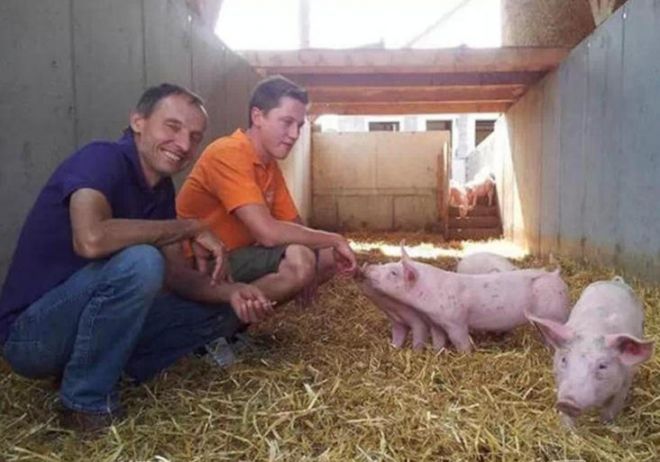 图中是德国养猪户的室外养殖场.