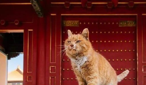 中国人为什么不吃猫肉?不是迷信,古人早就试过了