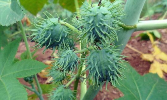 世界10大剧毒植物排行榜 你知道几个