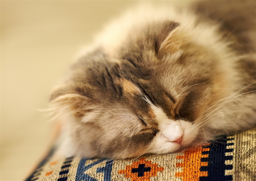 猫咪睡觉为什么会抽搐?难道它在做梦?