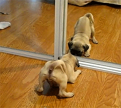 245_218gif 动态图 动图