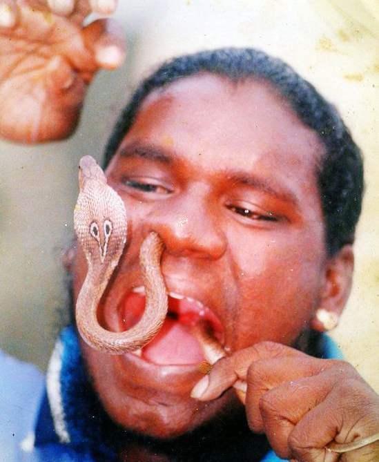 这蛇从印度舞蛇人嘴里进鼻孔里出
