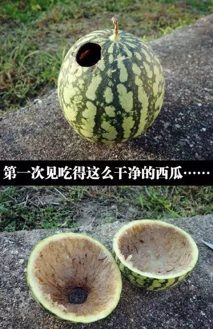 西瓜能吃出这样的水平,也不是一般人啊