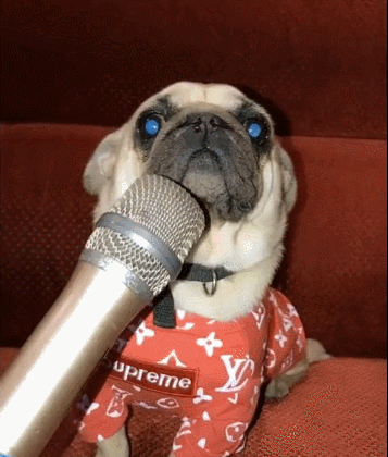 主人带狗狗去唱歌,话筒对准狗狗时,它的表情好可爱!