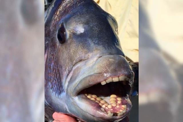 专家公布了一张长满人类牙齿的"怪鱼",引发网友热议