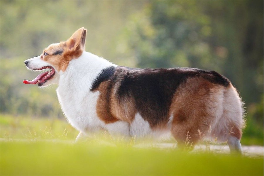 萌宠柯基小巧可爱,真实身份竟是牧牛犬