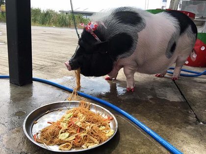 泰国男子与宠物猪擦出火花,每天同吃同睡