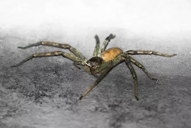 美国夏威夷群岛上发现一种特有的蜘蛛—笑脸蜘蛛