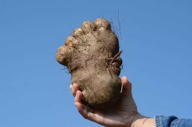脚板薯也被称为参薯,薯莨,黎洞薯,脚板薯最大能长到5-10斤,突然看到