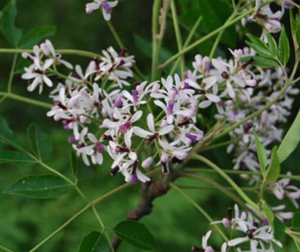 民谚打楝花，男十七女十八是什么意思?真有中药作用吗?