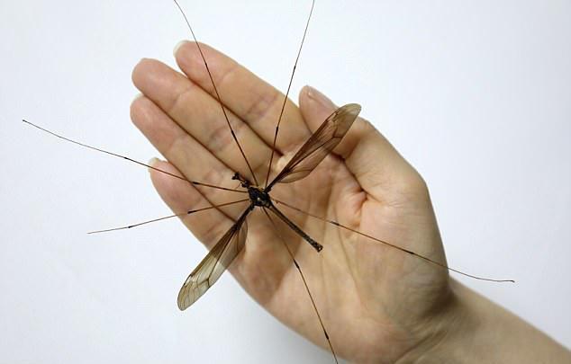 世界上最大的蚊子!展开翅膀后宽11cm,是普通蚊子10倍