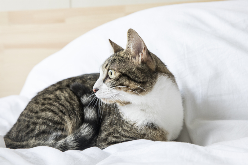 猫咪喜欢睡在你身边的原因,答案很暖心