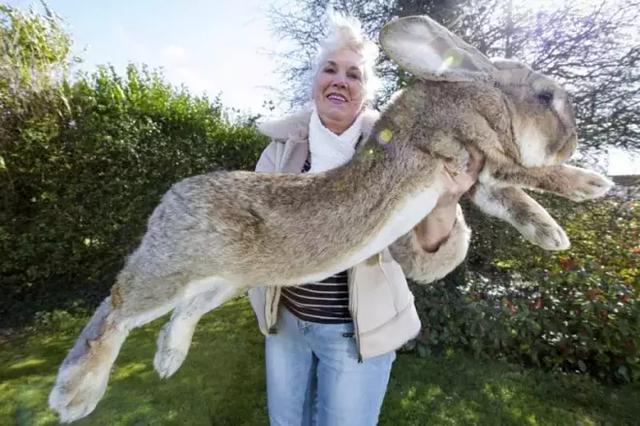 你能想象世界上最大的兔子,狗,鱼究竟有多恐怖吗?