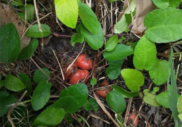 抗癌,抗衰老:经常食用野地瓜还能够抗癌,抗衰