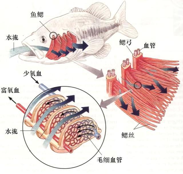 鱼鳃结构示意图