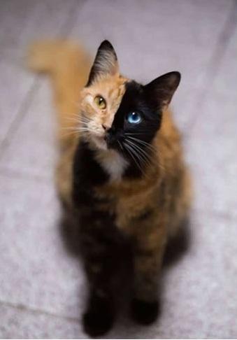 虎斑猫的花纹和淡褐色的眼睛,右边面则是黑猫的毛色和有澄澈蓝色瞳孔