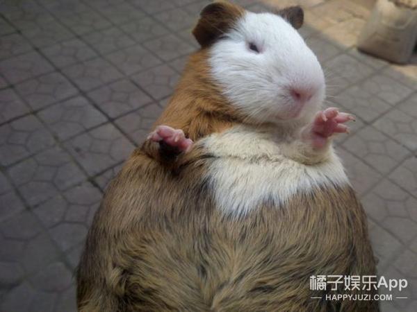 本来就胖的豚鼠,怀起孕来简直像个硕大的梨子啊哈哈哈哈哈!