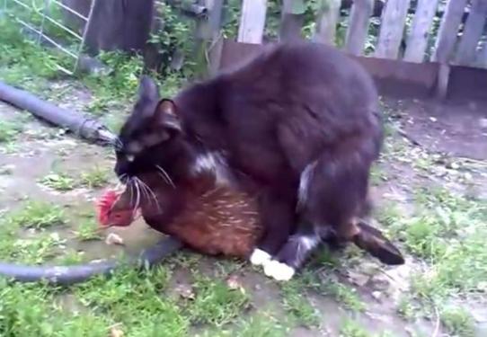猫咪们平时都一副高冷的样子,没想到骨子里竟然如此流氓,连老母鸡都