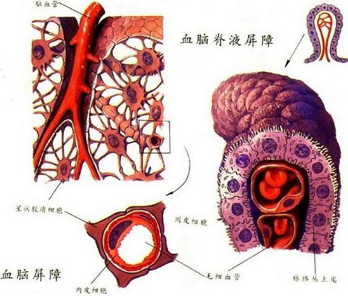 大学洛杉矶分校的研究人员开发了一种药物输送系统,可以突破血脑屏障