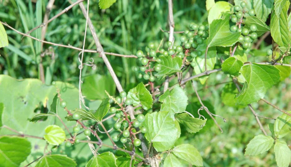 这种野葡萄以前没人要,现在成了好东西煮粥好喝消暑又保健