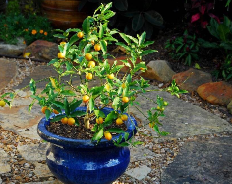 番茄是一种非常容易种植的水果盆栽,它可以当水果吃,也可以用来做菜.