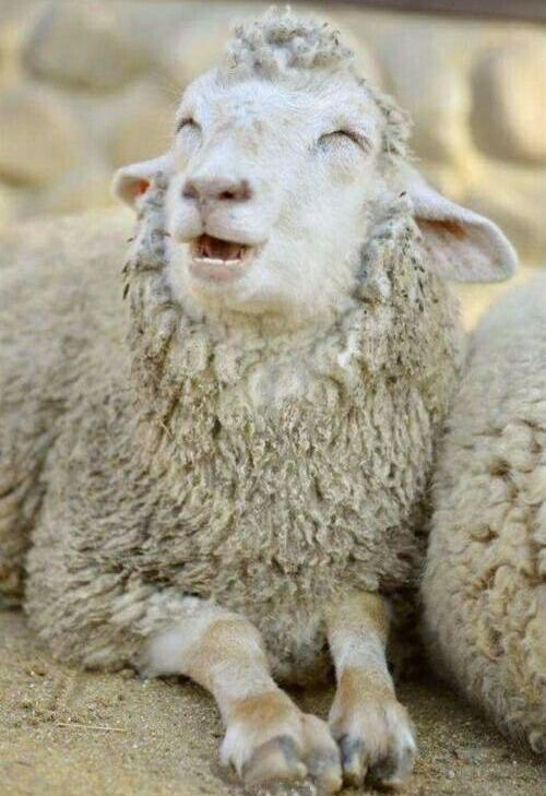 在小羊的世界里,最开心的就是咀嚼青草的的时候,依靠在妈妈身边