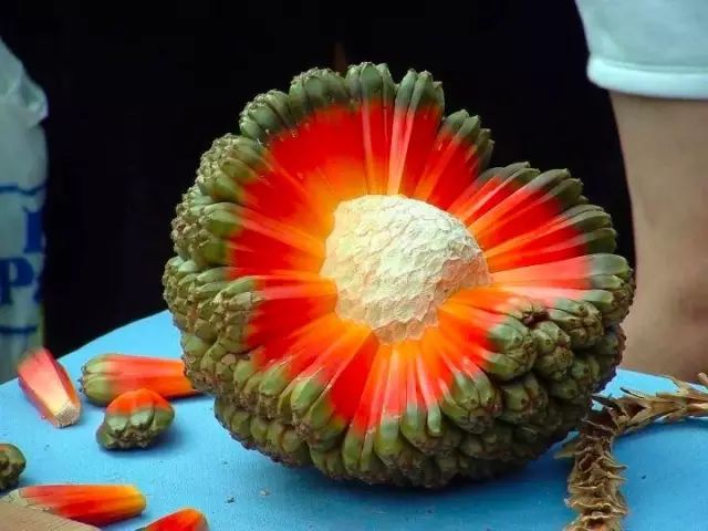 东南亚这块宝地,宝物多妖孽也多.这10大妖孽水果你吃过吗?