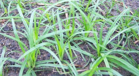 农民恨之入骨的三样植物, 却是治病良药