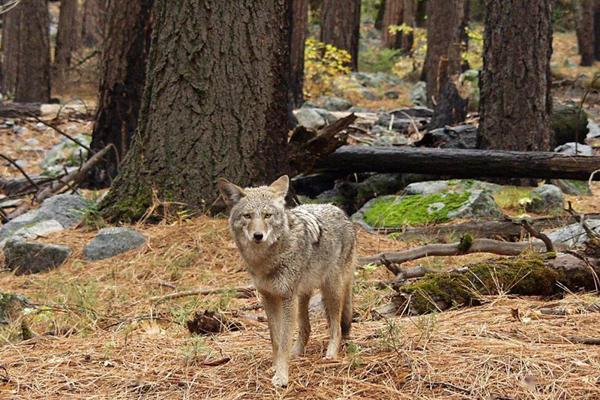 这种狼与灰狼比体型更小,却活得更滋润