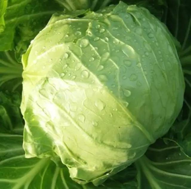 炝莲白怎么不出水?