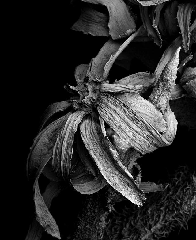 惊人细节,摄影师拍下枯萎花朵的黑暗之美_盖饭娱乐