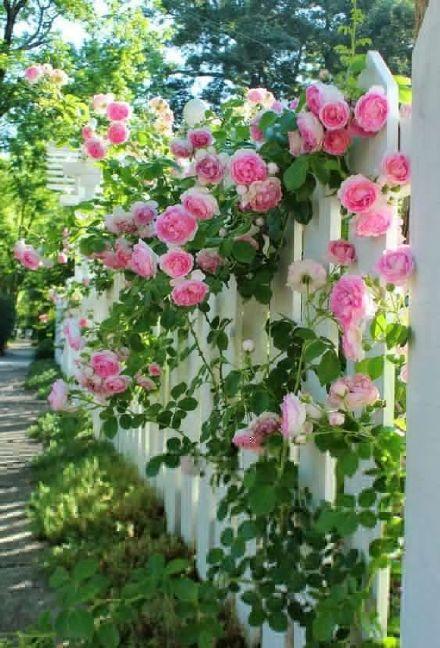 春日蔷薇开满墙~此时不拍更待何时!