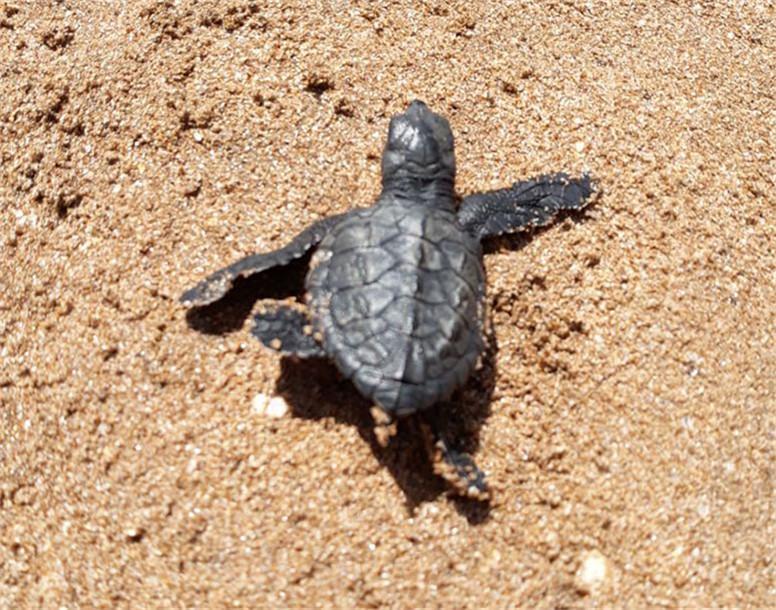 一只小海龟正在versova海滩上"蹒跚学步",它的爬行让人们充满了希望.