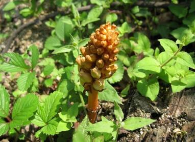 山里挖到的"土豆", 是名贵中草药,能治高血压,头痛