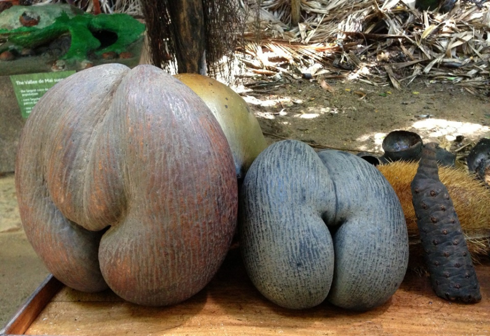 海椰子,世界上最正经的一种性感果实,这下终于被姑娘们玩坏了