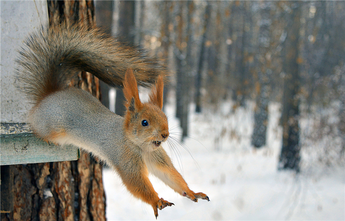 松鼠的尾巴很大,从树上跳下时把尾巴张开,增加了向上的阻力,松鼠所受