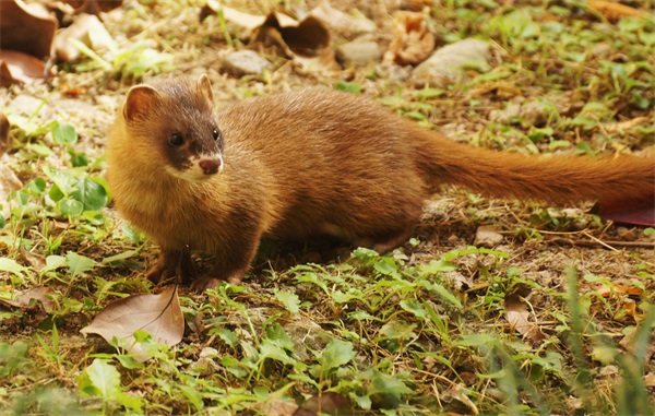 灰椋鸟,八哥,绿头鸭等;兽类有花栗鼠,黄鼠狼,刺猬,貉,蝙蝠,老鼠等