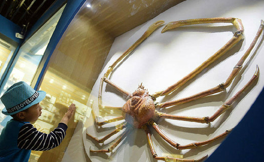世界上最大的一只螃蟹图片