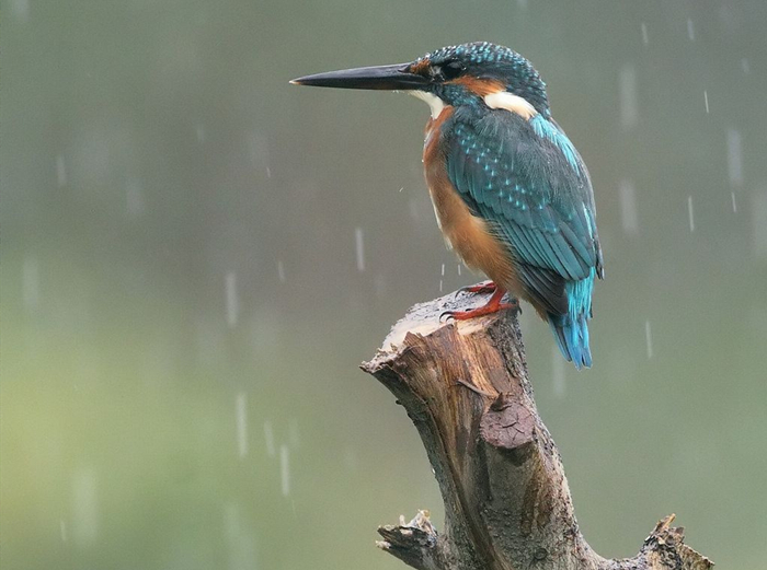 鸟遇上雷雨天气怎么办?它是真不怕淋雨还是傻?