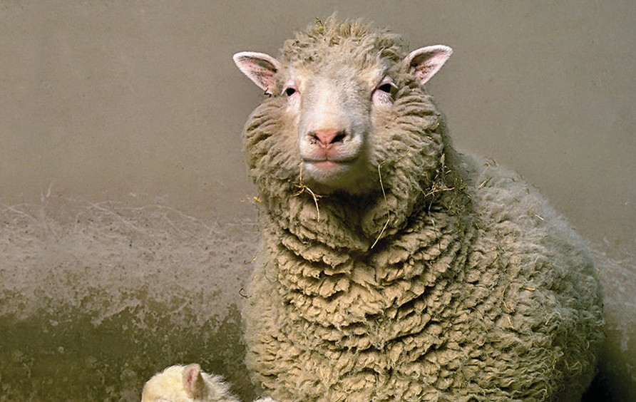 因此,克隆羊多莉的诞生虽