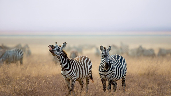 这些代表各国的国宝动物,你都知道吗?