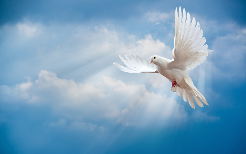 看似简单的"飞鸽传书",实则暗藏玄机