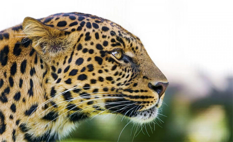 在中国,几乎各省都有金钱豹的分布,目前,金钱豹被列为国家一级保护